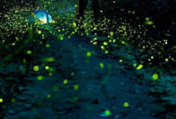 萤火虫视频,捕捉光影之美，探索生活瞬间